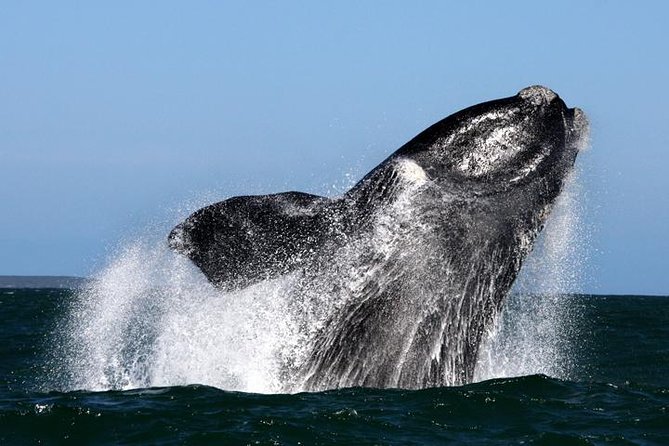 Whale Watching from Gansbaai - Key points to know before you book