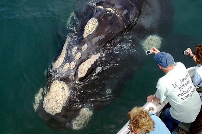 Whale Watching from Gansbaai - Leaving Gansbaai Harbour for De Keldar