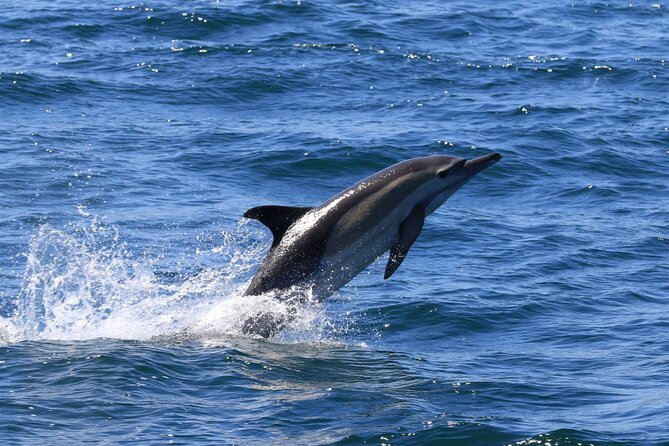 Whale Watching from Gansbaai - What the two-hour itinerary feels like