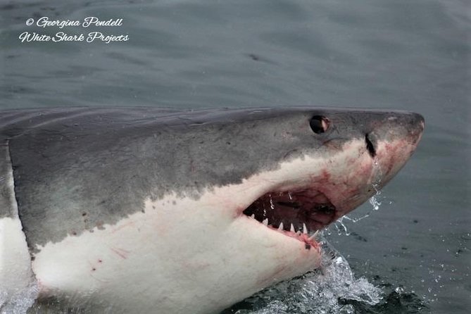 Whale Watching from Gansbaai - Boat size, comfort, and the front-deck tradeoff