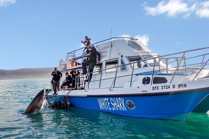 Whale Watching from Gansbaai - Price and practical value at $112.15