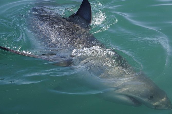 Whale Watching from Gansbaai - Handling the rare bad experience