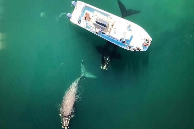 Whale Watching from Gansbaai - Why Southern right whales make this trip special