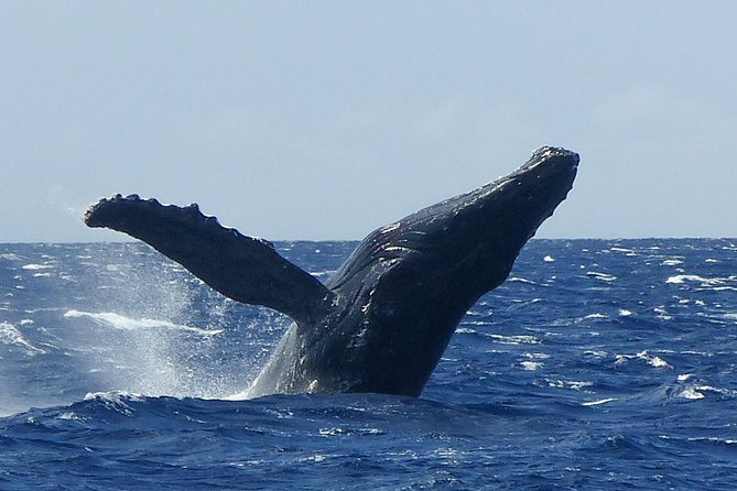 Whale Watching from Ma'alaea Harbor - Why Ma’alaea Harbor is a useful starting point