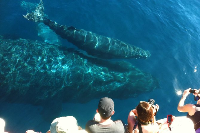 Whale Watching from Ma'alaea Harbor - Marine naturalists make the difference