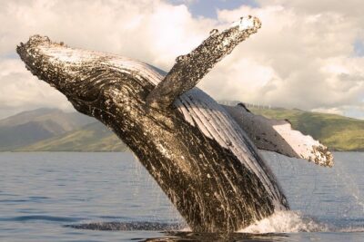 Whale Watching from Ma’alaea Harbor
