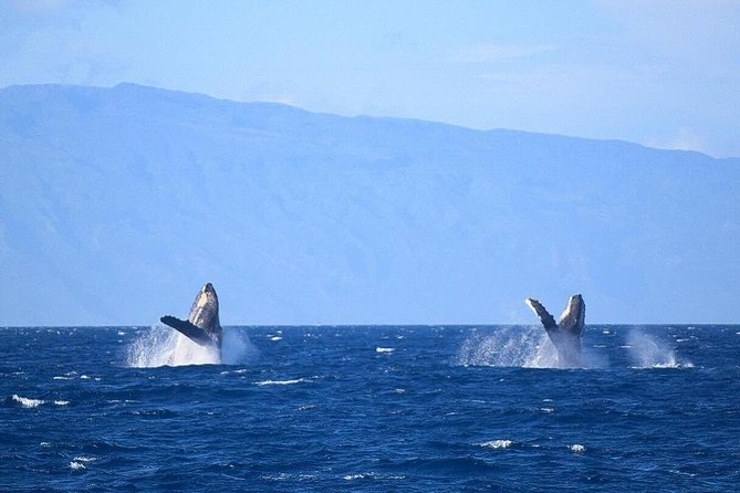 Whale Watching from Ma'alaea Harbor - Maui Ocean Center and the harbor stops