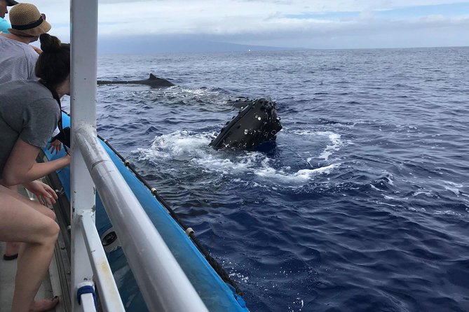 Whale Watching from Ma'alaea Harbor - Comfort, crowd size, and the viewing experience