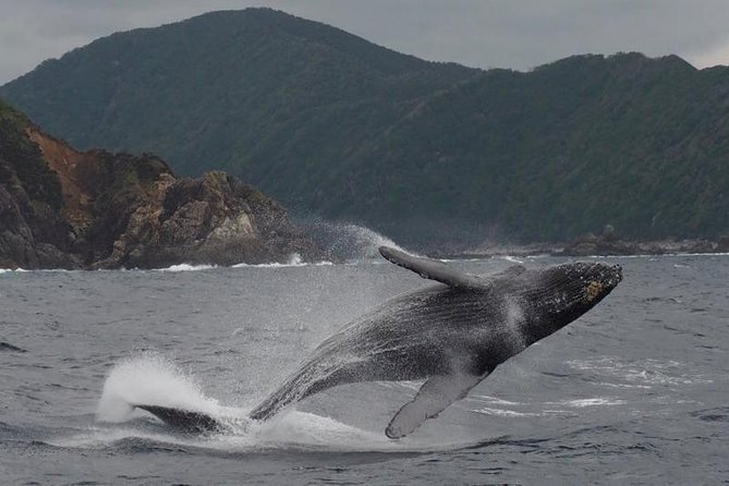 Whale Watching from Ma'alaea Harbor - Who should book this Maui whale trip?