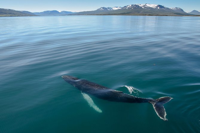 Whale Watching from the Heart of Akureyri - Key things to know before you go