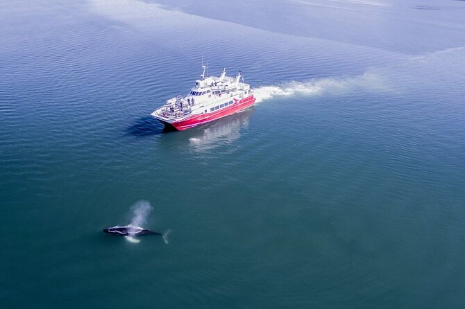 Whale Watching from the Heart of Akureyri - What the three-hour route feels like