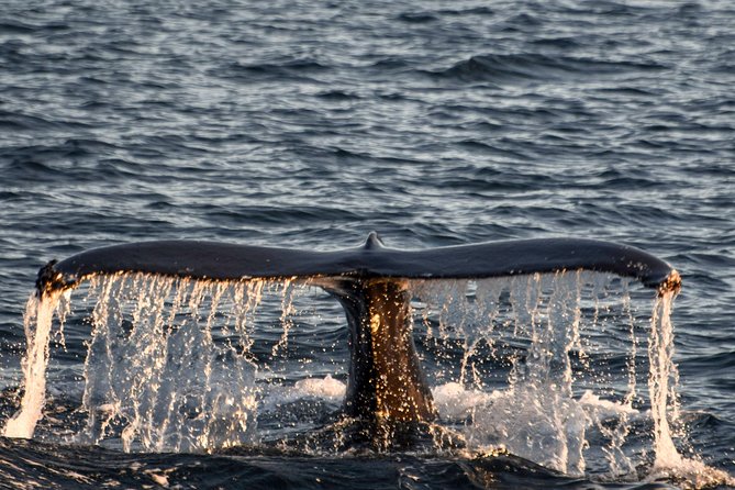 Whale Watching from the Heart of Akureyri - The boat: comfort when the wind rises