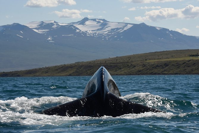 Whale Watching from the Heart of Akureyri - The naturalist commentary and crew