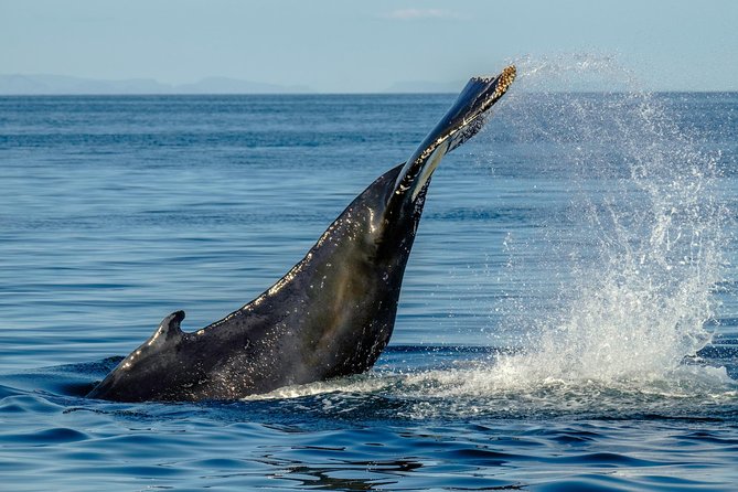 Whale Watching from the Heart of Akureyri - The wildlife guarantee and its limits
