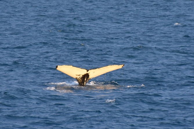 Whale Watching from the Heart of Akureyri - Who should book this Akureyri whale tour?
