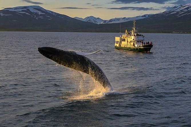 Whale Watching from the Heart of Akureyri - Eyjafjörður and the search for humpbacks