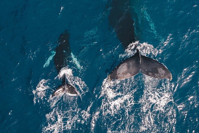 Whale Watching Galle with Pickup & Drop - Key points to know before you go