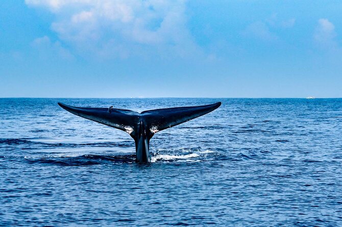 Whale Watching Galle with Pickup & Drop - What the morning feels like on the boat