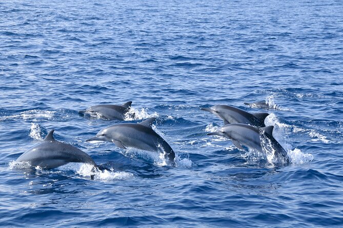 Whale Watching Galle with Pickup & Drop - Breakfast on the return journey