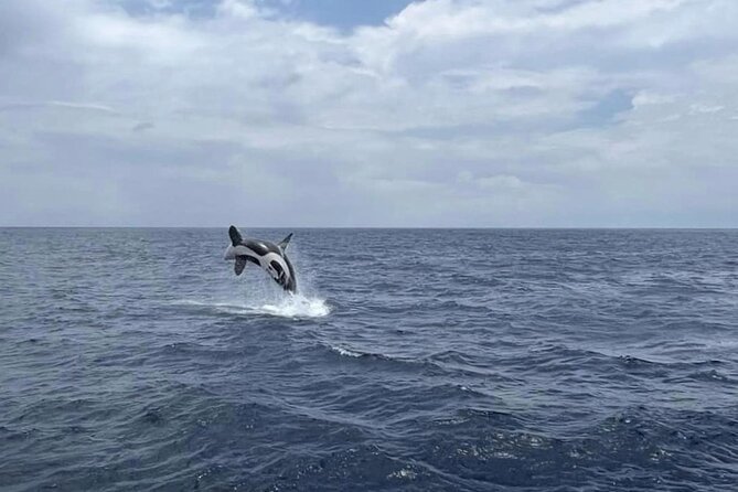 Whale Watching Galle with Pickup & Drop - Is $80 a fair price?