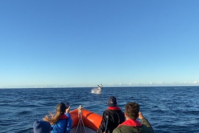 Whale Watching Gold Coast - Key points at a glance
