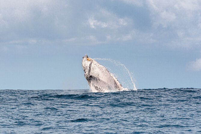 Whale Watching Gold Coast - A small boat changes the whale-watching experience