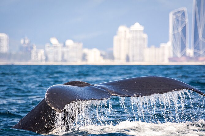 Whale Watching Gold Coast - The Gold Coast section keeps the focus on whales