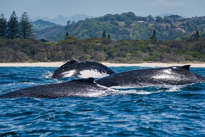 Whale Watching Gold Coast - Why the 12-person limit matters