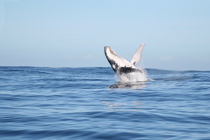 Whale Watching Gold Coast - What the commentary adds