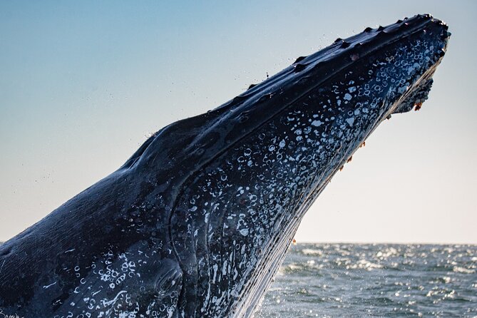 Whale Watching Gold Coast - Starting at 6:30 am in Chinderah