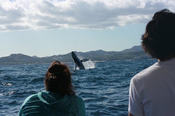 Whale Watching Group Tour in San Jose del Cabo - What you can expect during the two-hour outing