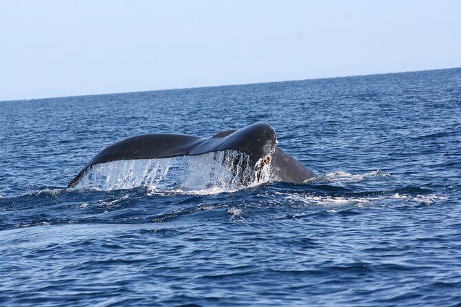 Whale Watching Group Tour in San Jose del Cabo - Guides who make the difference