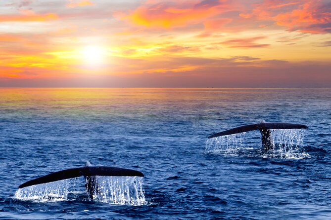 Whale Watching Group Tour in San Jose del Cabo - Free photos let you watch instead of constantly filming