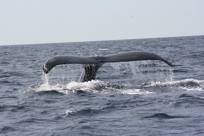 Whale Watching Group Tour in San Jose del Cabo - Is $99 a fair price for two hours?
