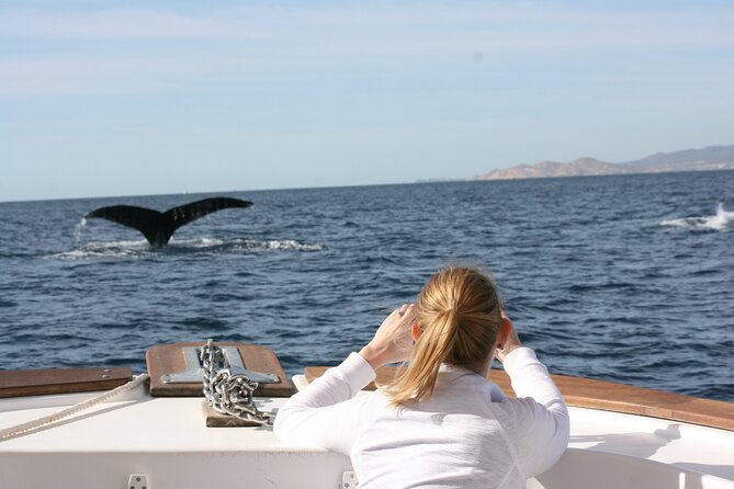 Whale Watching Group Tour in San Jose del Cabo - Who will enjoy this tour most?