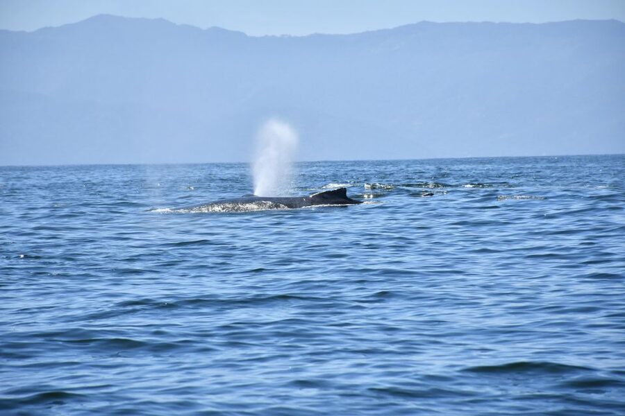 Whale Watching Guaranteed Experience in Puerto Vallarta - Key points to know before you book