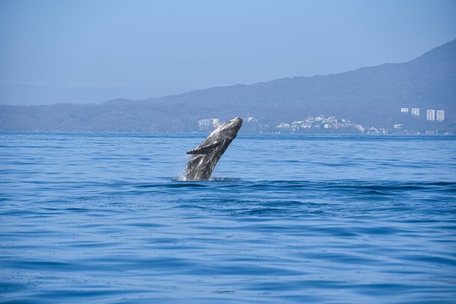 Whale Watching Guaranteed Experience in Puerto Vallarta - What a whale encounter may look like