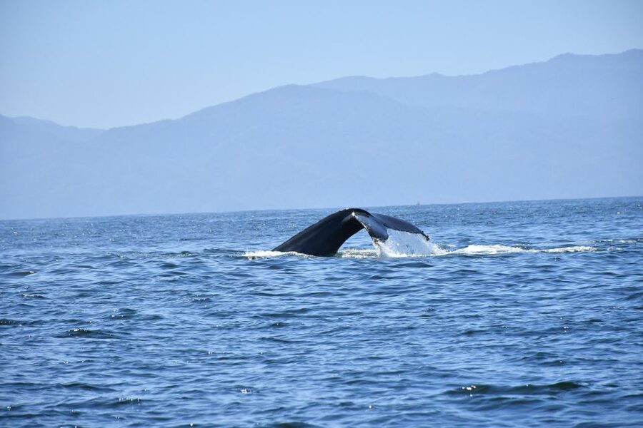 Whale Watching Guaranteed Experience in Puerto Vallarta - Lunch and the rhythm of the day