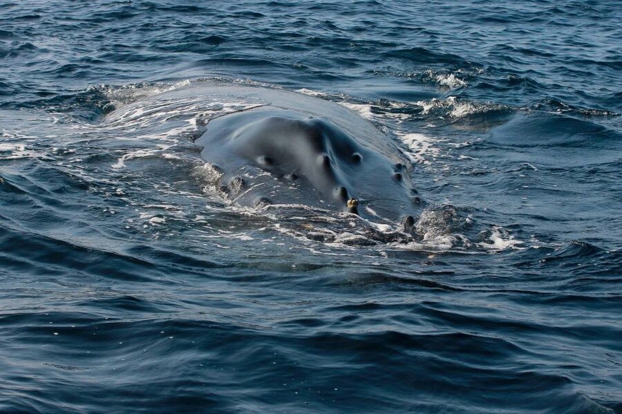 Whale Watching Guaranteed Experience in Puerto Vallarta - The guides are a major part of the value