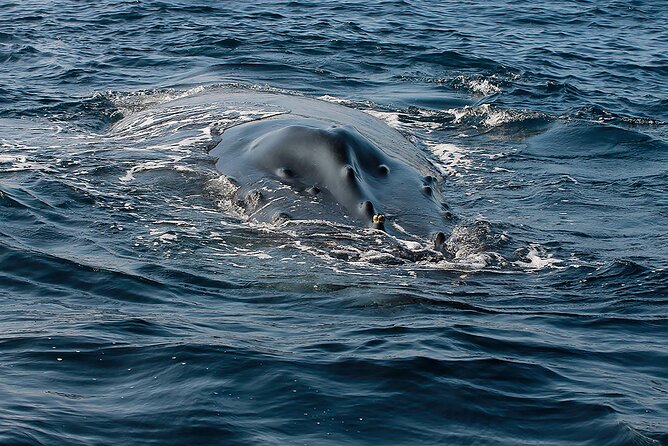 Whale Watching Guaranteed Experience in Puerto Vallarta - Lunch and the practical comfort factor