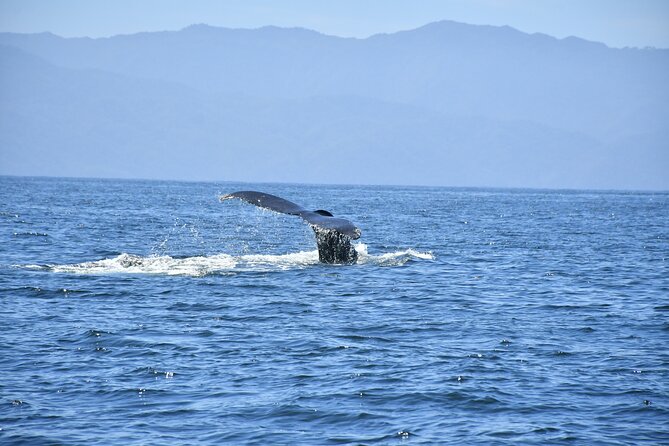 Whale Watching Guaranteed Experience in Puerto Vallarta - Who will enjoy this boat tour most