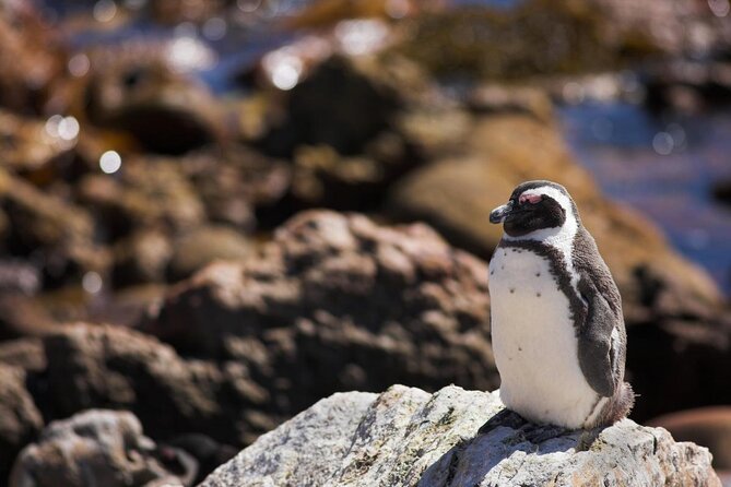 Whale Watching Hermanus - Boat base - Key points before you book