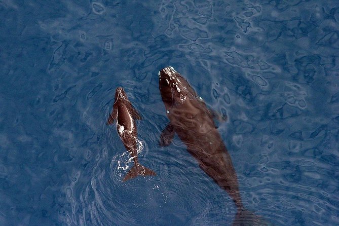 Whale Watching Hermanus - Boat base - From Cape Town to Hermanus by the Clarens Drive route