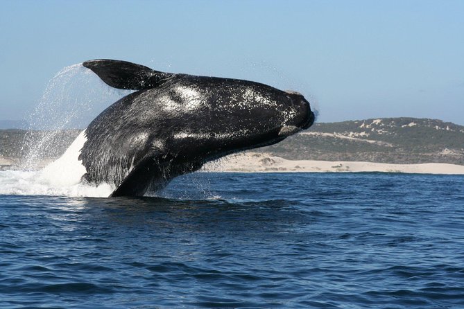 Whale Watching Hermanus - Boat base - The boat trip and the group-size catch