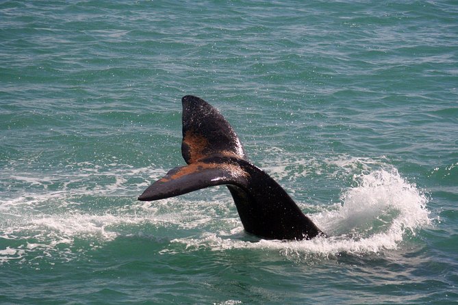 Whale Watching Hermanus - Boat base - What the two hours on the water can deliver