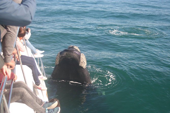 Whale Watching Hermanus - Boat base - Free time in Hermanus after whale watching