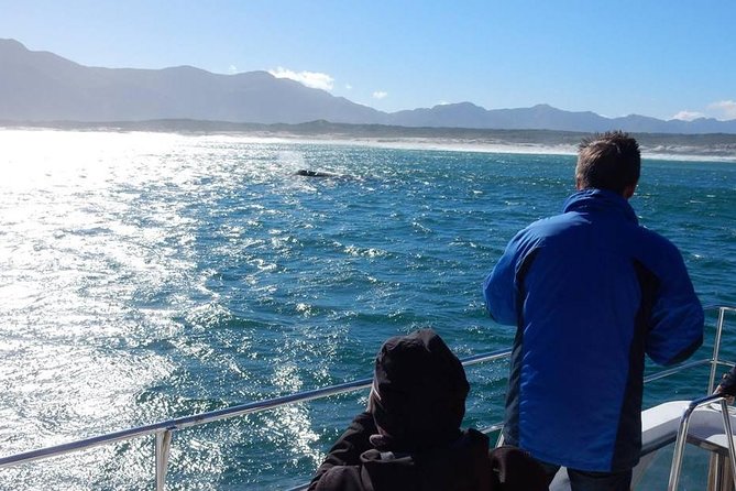 Whale Watching Hermanus - Boat base - Is $228.37 fair value?