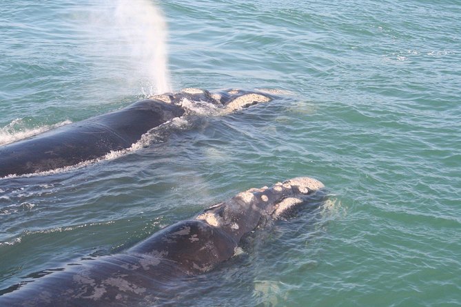 Whale Watching Hermanus - Boat base - Arriving in Hermanus and reaching Walker Bay