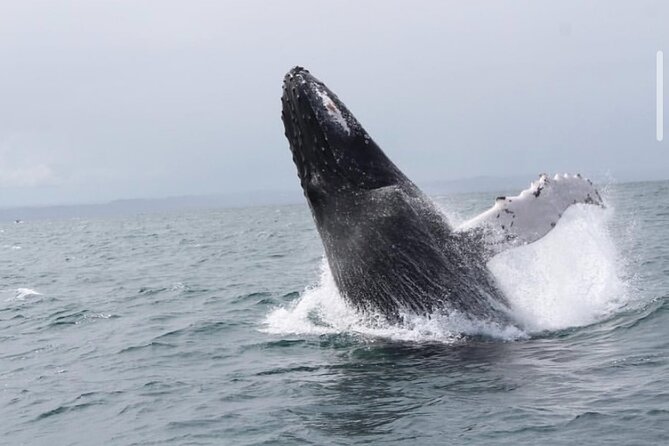 Whale Watching in Cabo: 2-Hour Small Group Tour to The Arch - What this Cabo tour actually gives you