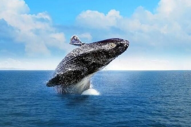 Whale Watching in Cabo: 2-Hour Small Group Tour to The Arch - One hour of whale watching in open water